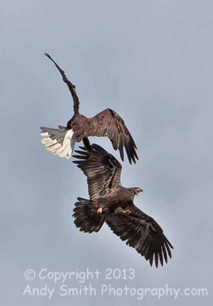 Adult and Juvenile Bald Eagle Playing